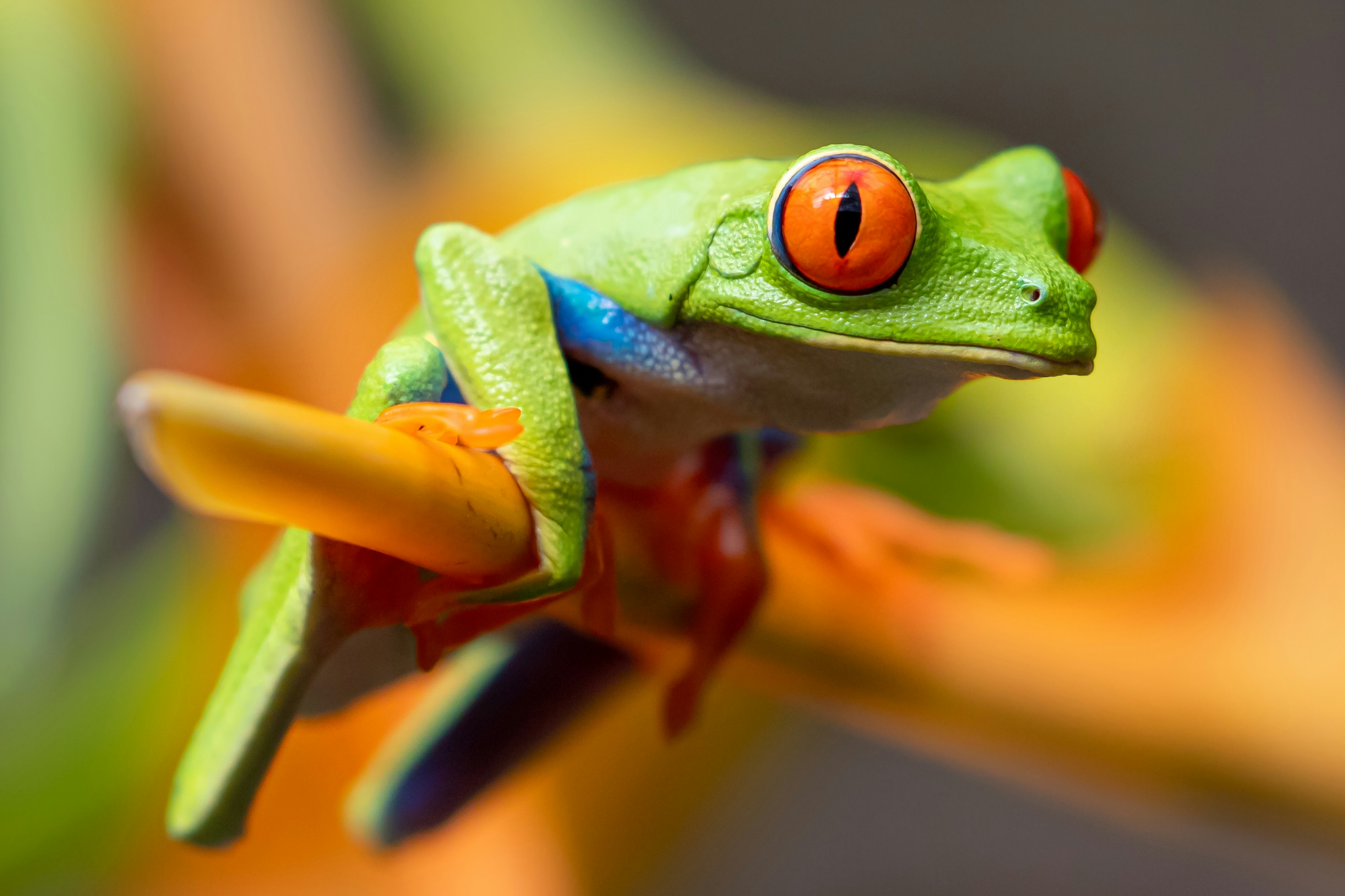 A red-eyed tree frog chilling out on a branch.